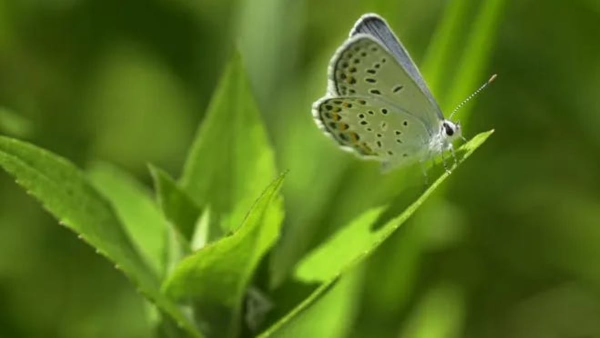 Wisconsin Seeks Volunteers to Save Endangered Butterfly