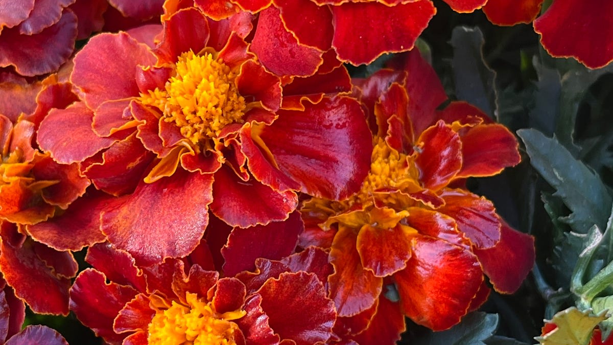 Bright orange and yellow marigold flowers blooming in garden setting for food research