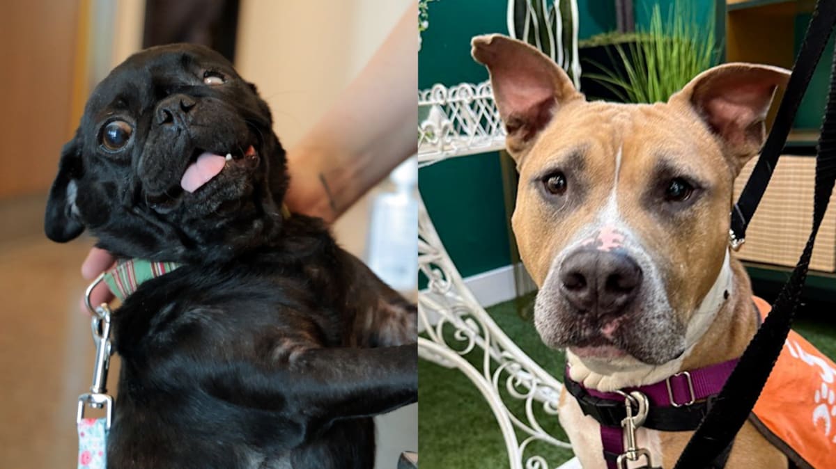 Rescued Pit Bull's Blood Saves Dying Pug in Phoenix - Image 2
