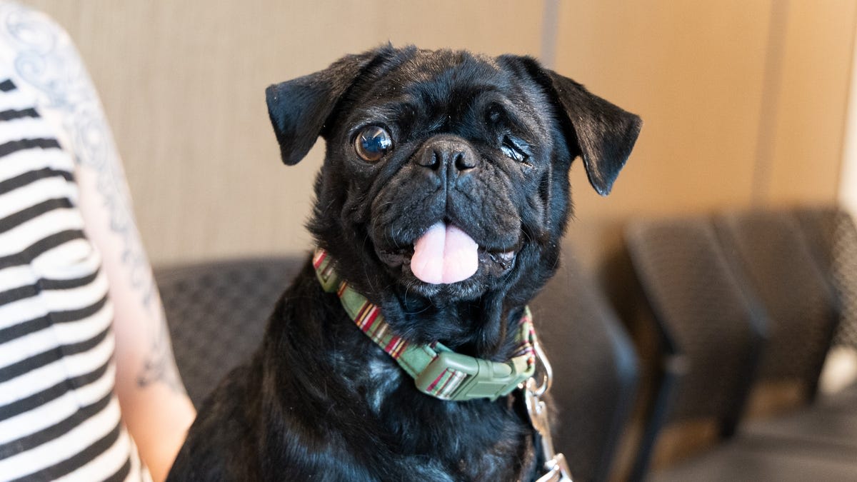 Rescued Pit Bull's Blood Saves Dying Pug in Phoenix