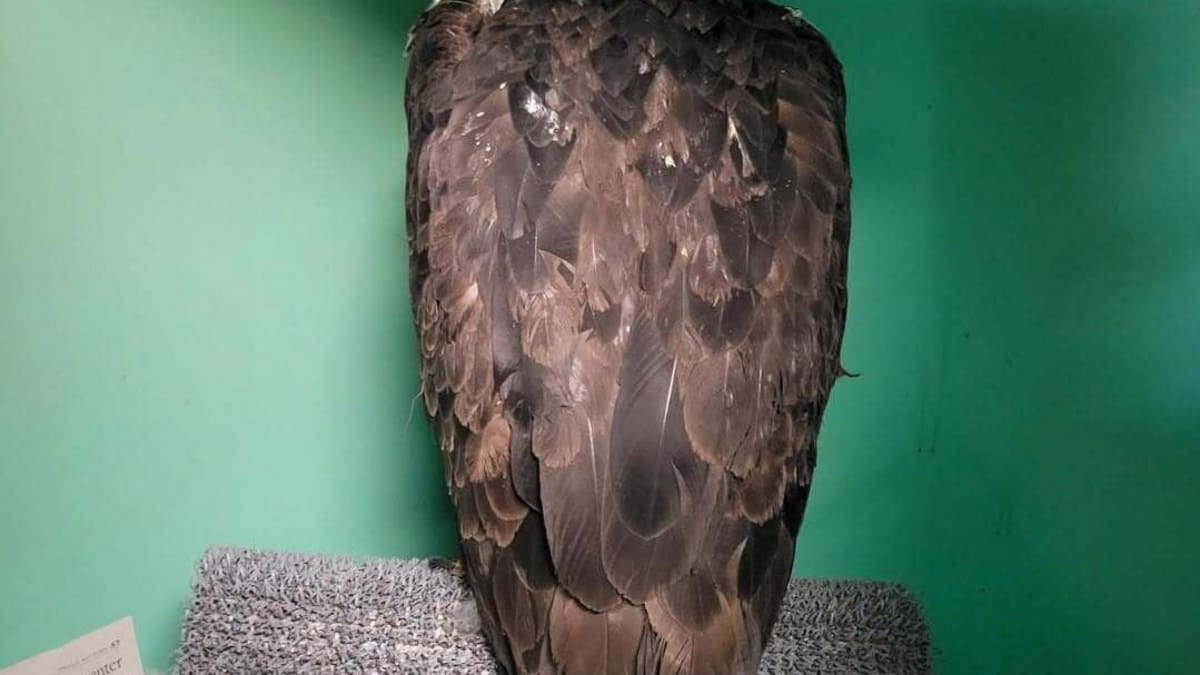 Jackie the bald eagle receiving veterinary care at California wildlife rehabilitation center