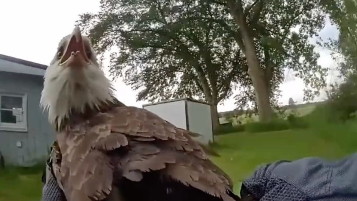 Conservation officer approaching injured bald eagle on ground during rescue in Michigan