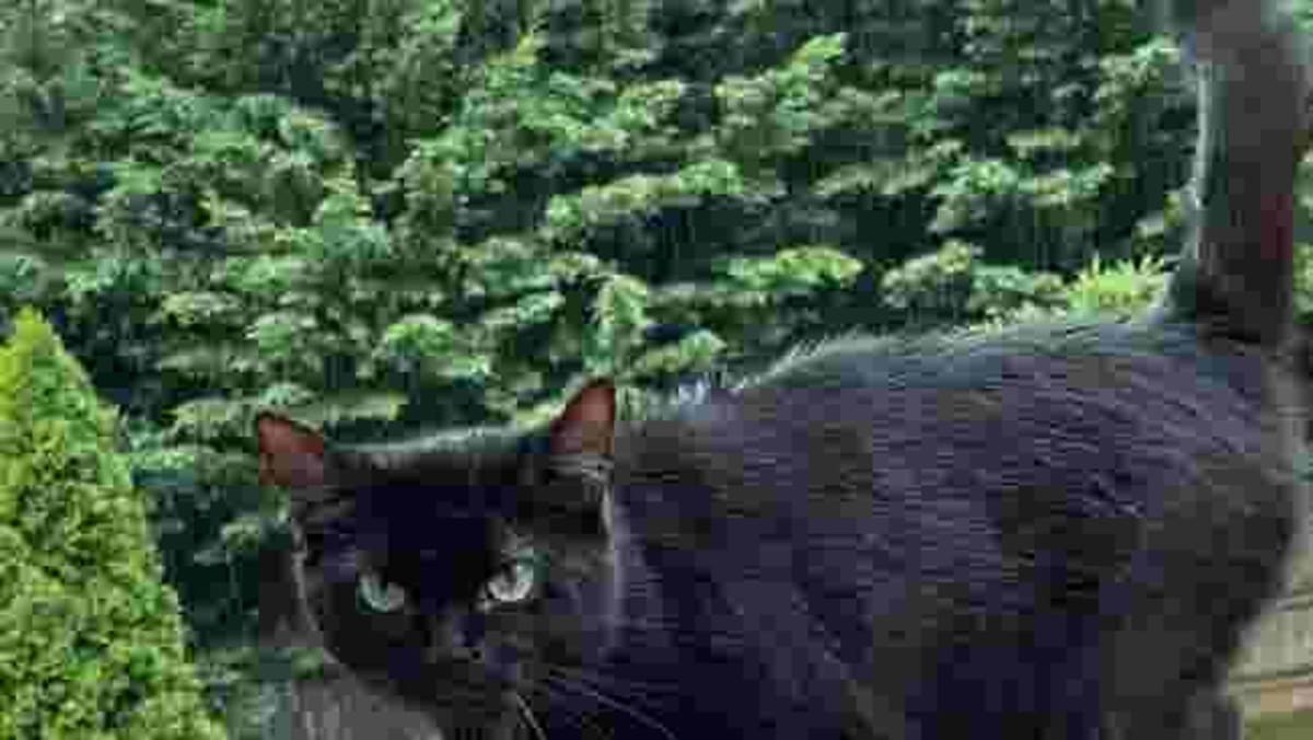 Black cat being held lovingly after two year reunion with grateful owner in Florida