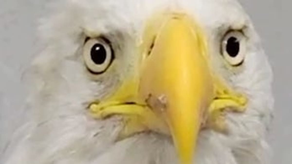 Jackie the Bald Eagle Shows Signs of Recovery in California - Image 2