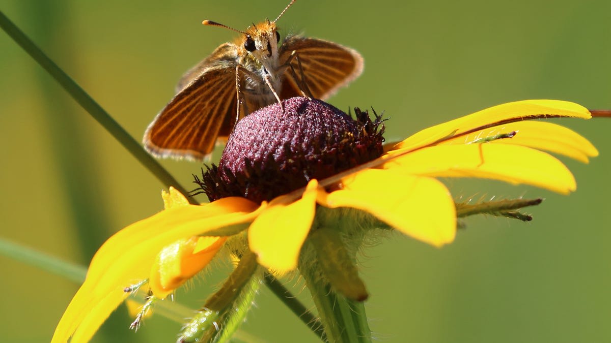Michigan Saves Butterfly From Brink of Extinction