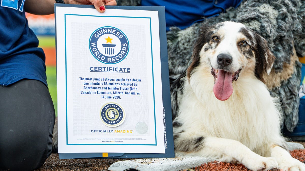 Australian shepherd dog jumping across line of people bent over on baseball field