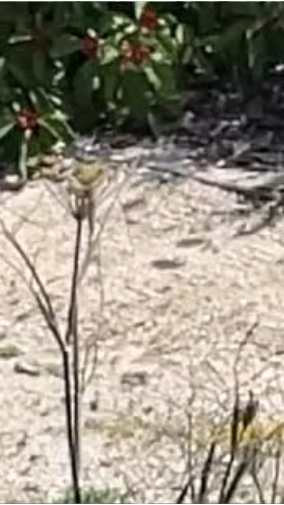 Michigan Saves Butterfly From Brink of Extinction - Image 2