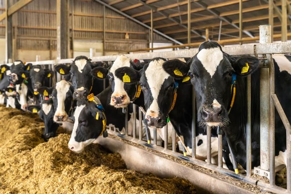 Idaho Dairy Farm Turns Cow Manure Into Clean Fuel