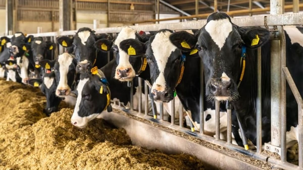 Idaho Dairy Farm Turns Cow Manure Into Clean Fuel - Image 2