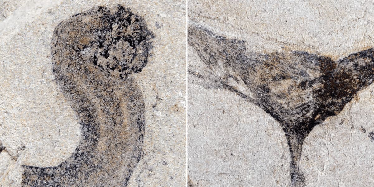 Ancient Fossils Push Complex Life Back 4 Million Years