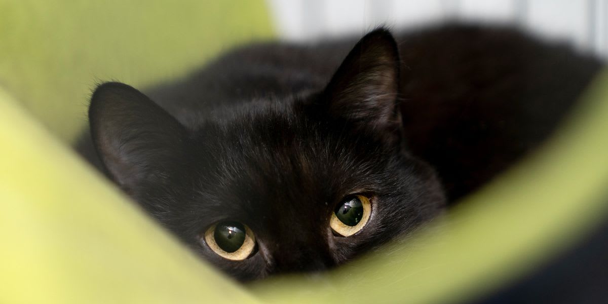 Yorkshire Firefighter Adopts Feisty Kitten He Rescued