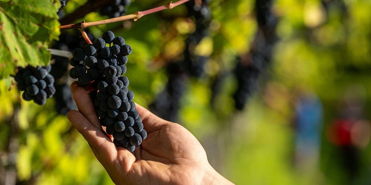 Ancient grape seed next to modern pinot noir grapes showing 600-year genetic connection