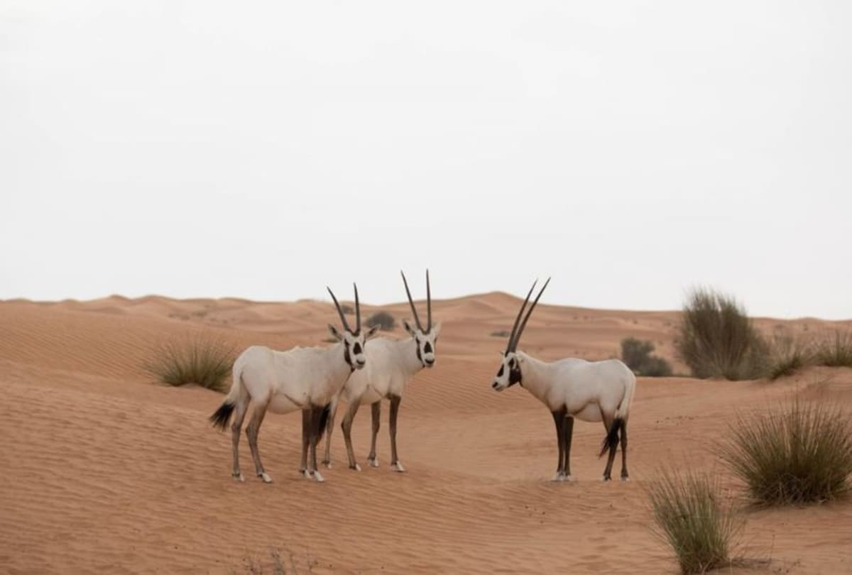 Abu Dhabi's 142-Project Climate Plan Protects Nature Through 2050 - Image 3