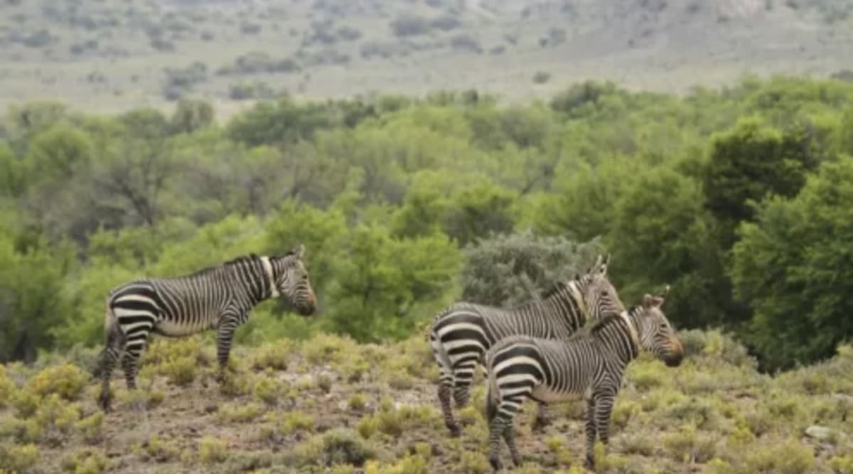 Wildlife Wins: Corridors, Crossings, and Jaguars Return - Image 5