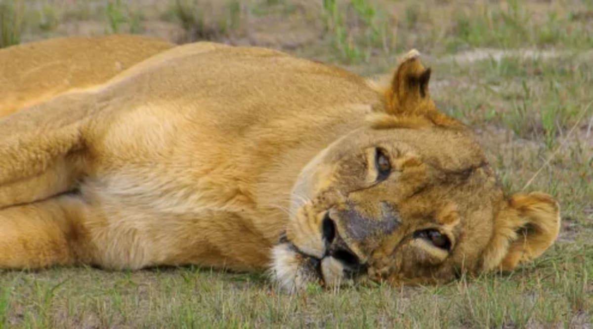 Five Wildlife Wins Show Conservation Really Works - Image 4