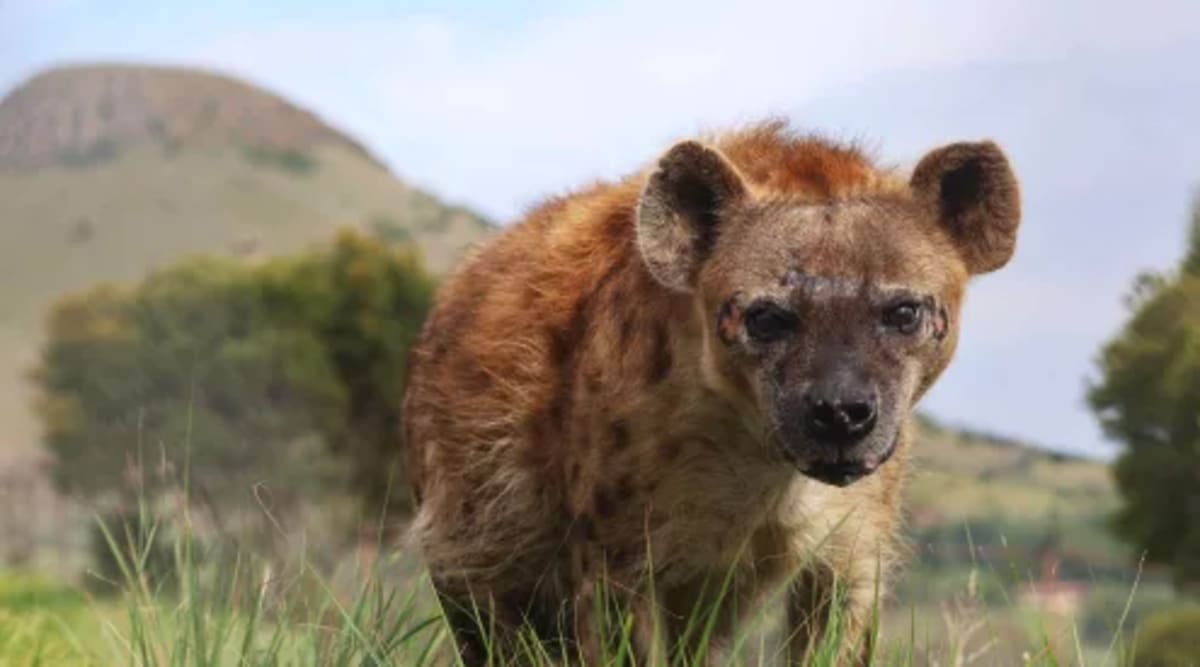 Wildlife Wins: Corridors, Crossings, and Jaguars Return - Image 3