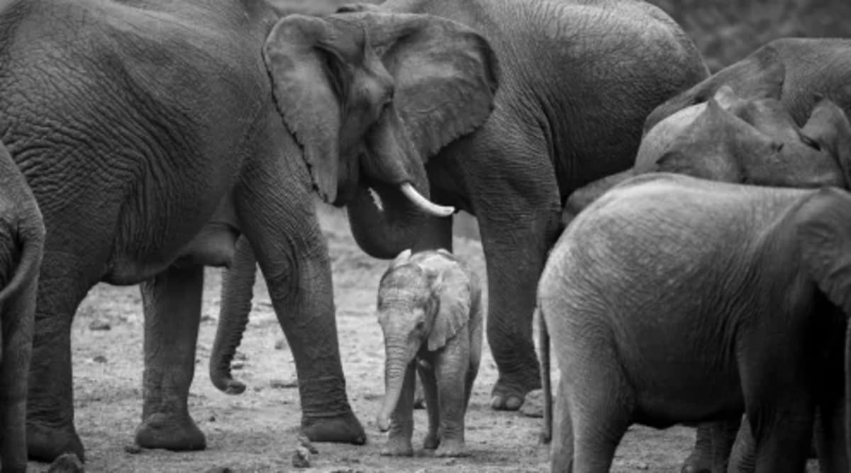 Wildlife Wins: Corridors, Crossings, and Jaguars Return - Image 4