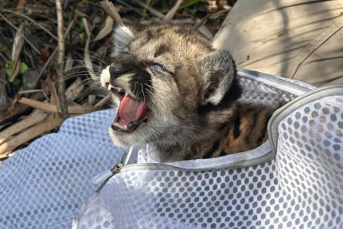 10 Wildlife Wins Show Conservation Really Works