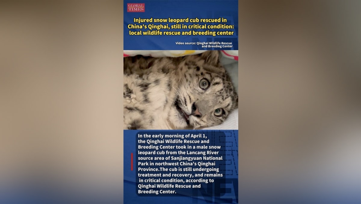 Young snow leopard cub receiving medical treatment at wildlife rescue center in China