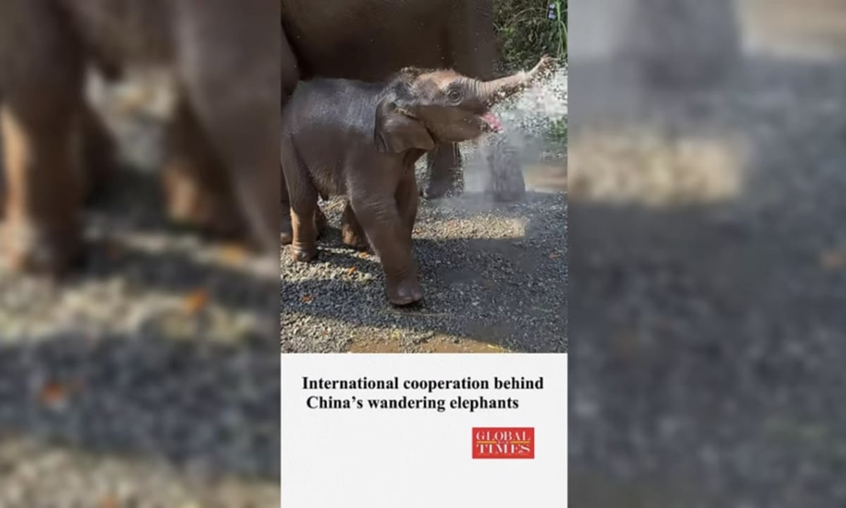 ** Wild Asian elephants walking through protected forest corridor between China and Laos