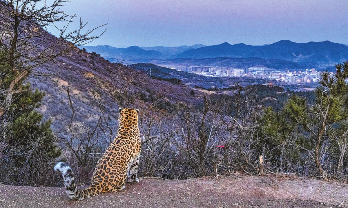 Wild Leopards Return to Chinese Cities After Decades Away