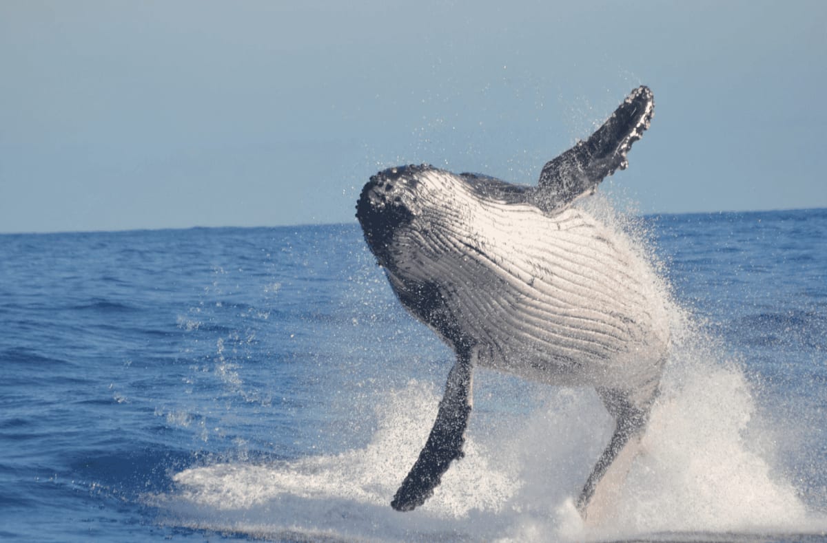 Beluga Whale Photobombs Proposal at Georgia Aquarium - Image 5