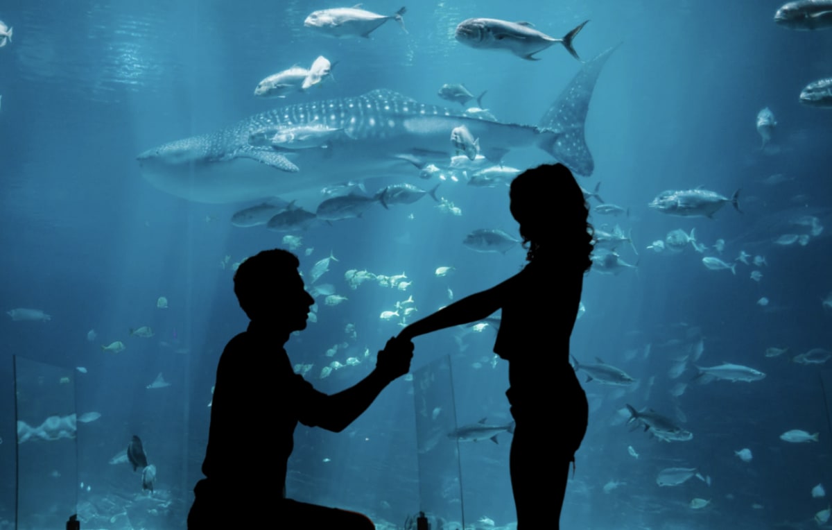 Beluga Whale Photobombs Proposal at Georgia Aquarium
