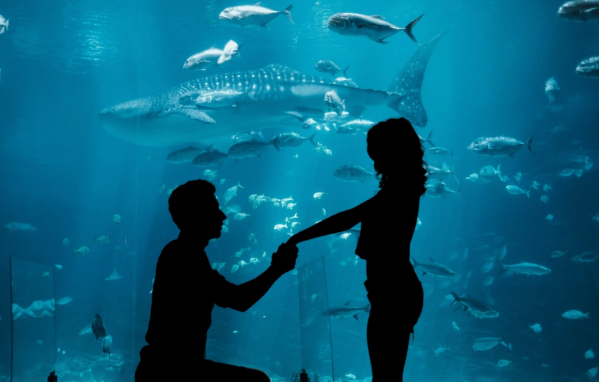 Beluga Whale Photobombs Proposal at Georgia Aquarium - Image 4