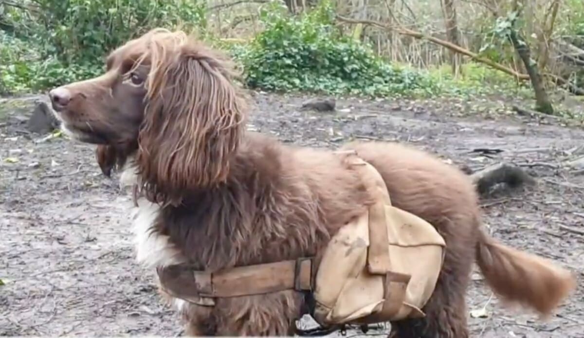 London Floods Solved by Beavers After 400-Year Absence - Image 4