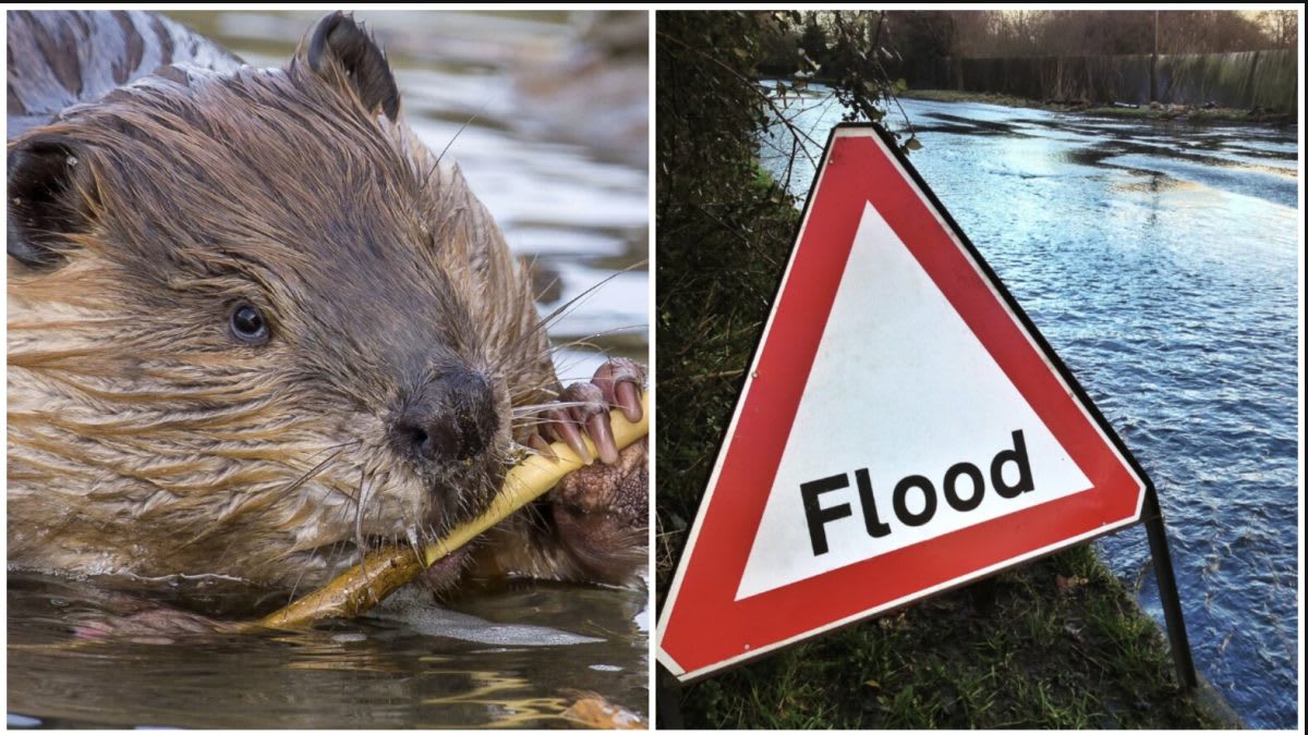 Eurasian beaver building dam in creek near London creating pond and natural flood prevention