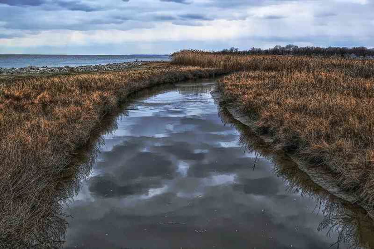 Chesapeake Bay Crab Population Jumps 46% in One Year - Image 2