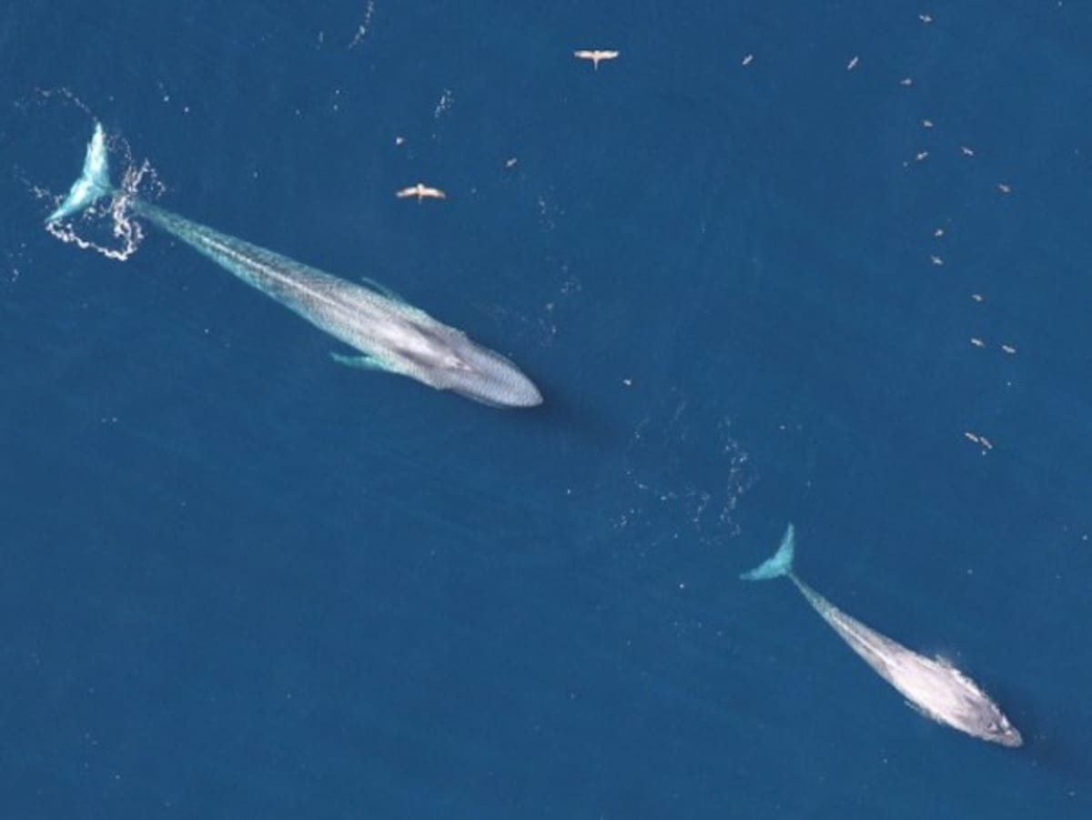 Blue and Fin Whales Return 40 Years After Hunting Ban - Image 2