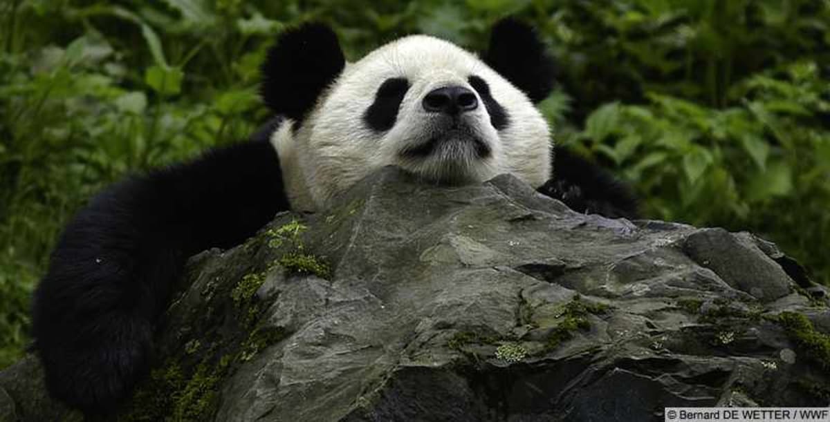 World Wildlife Fund Turns 65, Protecting Pandas to Tigers
