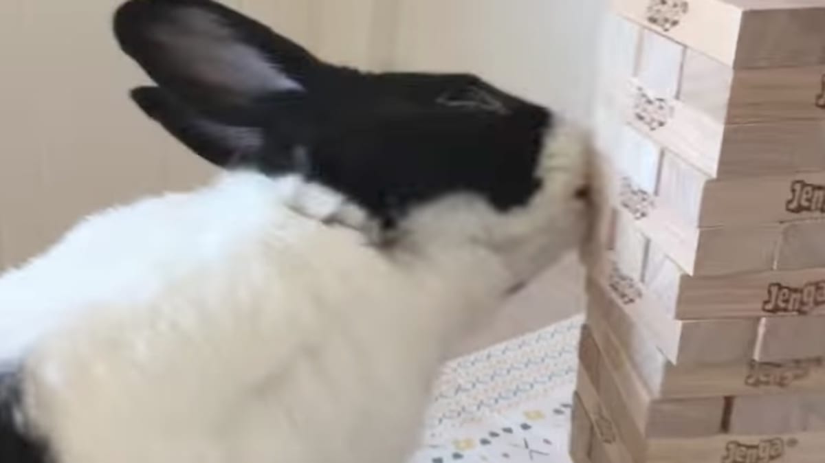 Rescue Rabbit Morty Becomes Viral Jenga Champion