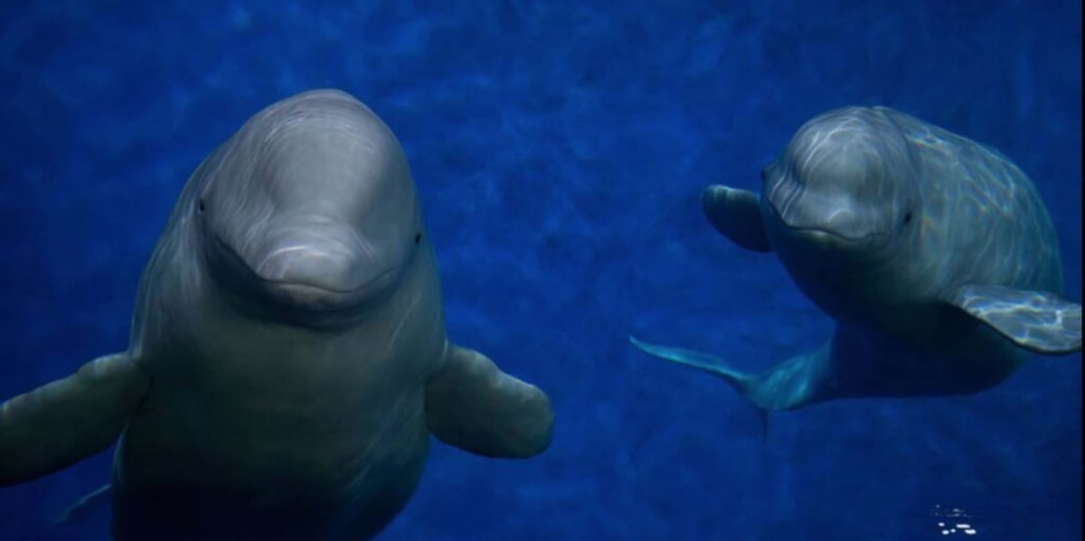 30 Beluga Whales Rescued From Shuttered Theme Park - Image 2
