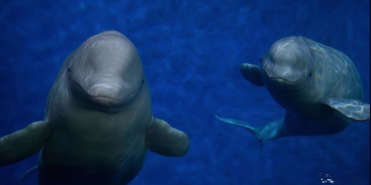 30 Beluga Whales Rescued From Shuttered Theme Park