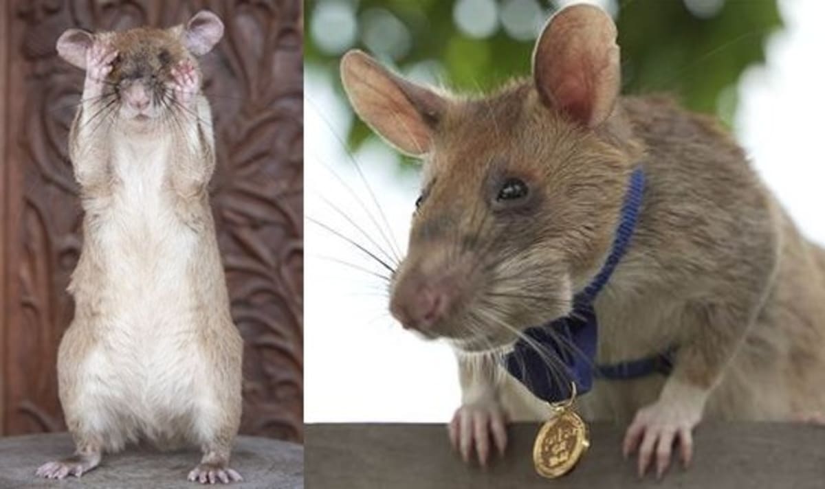 Stone statue of Magawa the hero rat who detected landmines in Cambodia