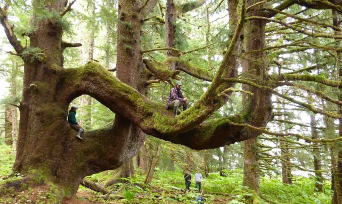 Alaska Court Saves World's Largest Temperate Rainforest - Image 2