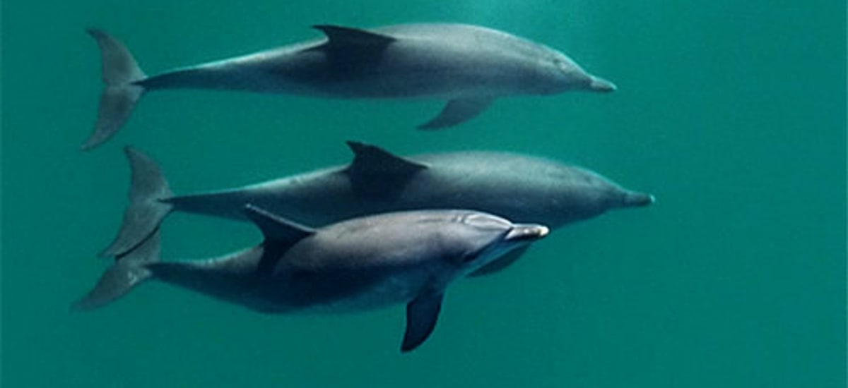 Ocean Water DNA Now Reveals Dolphin Population Health