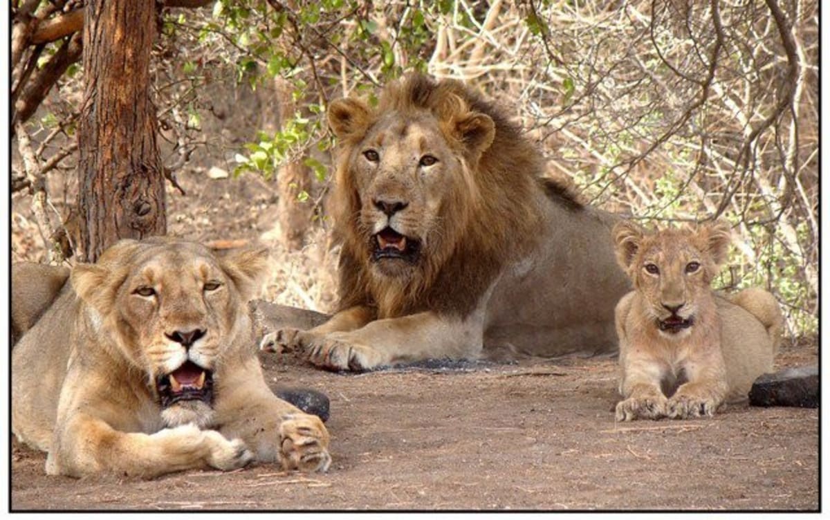 India's Lion Population Soars 70% in a Decade
