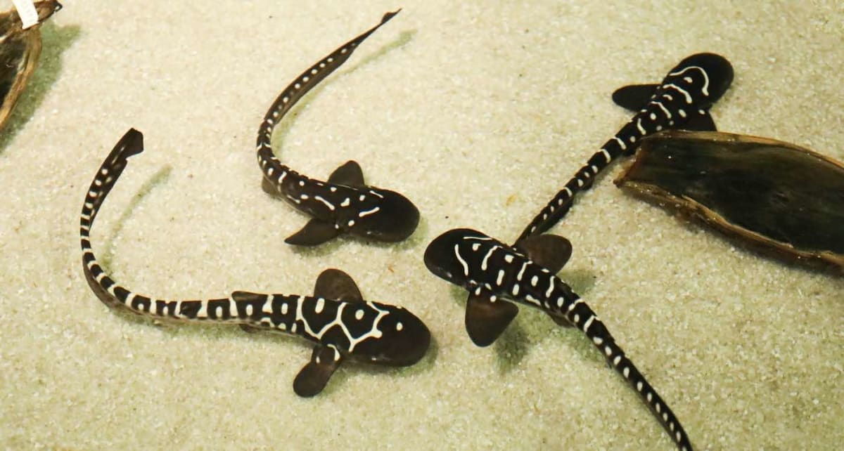 82 Zebra Sharks Rewilded in World's First Shark Release
