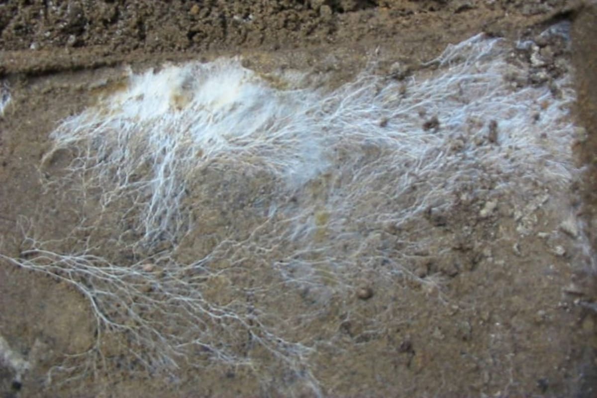 Scientists Map 62 Quadrillion Miles of Underground Fungi - Image 2