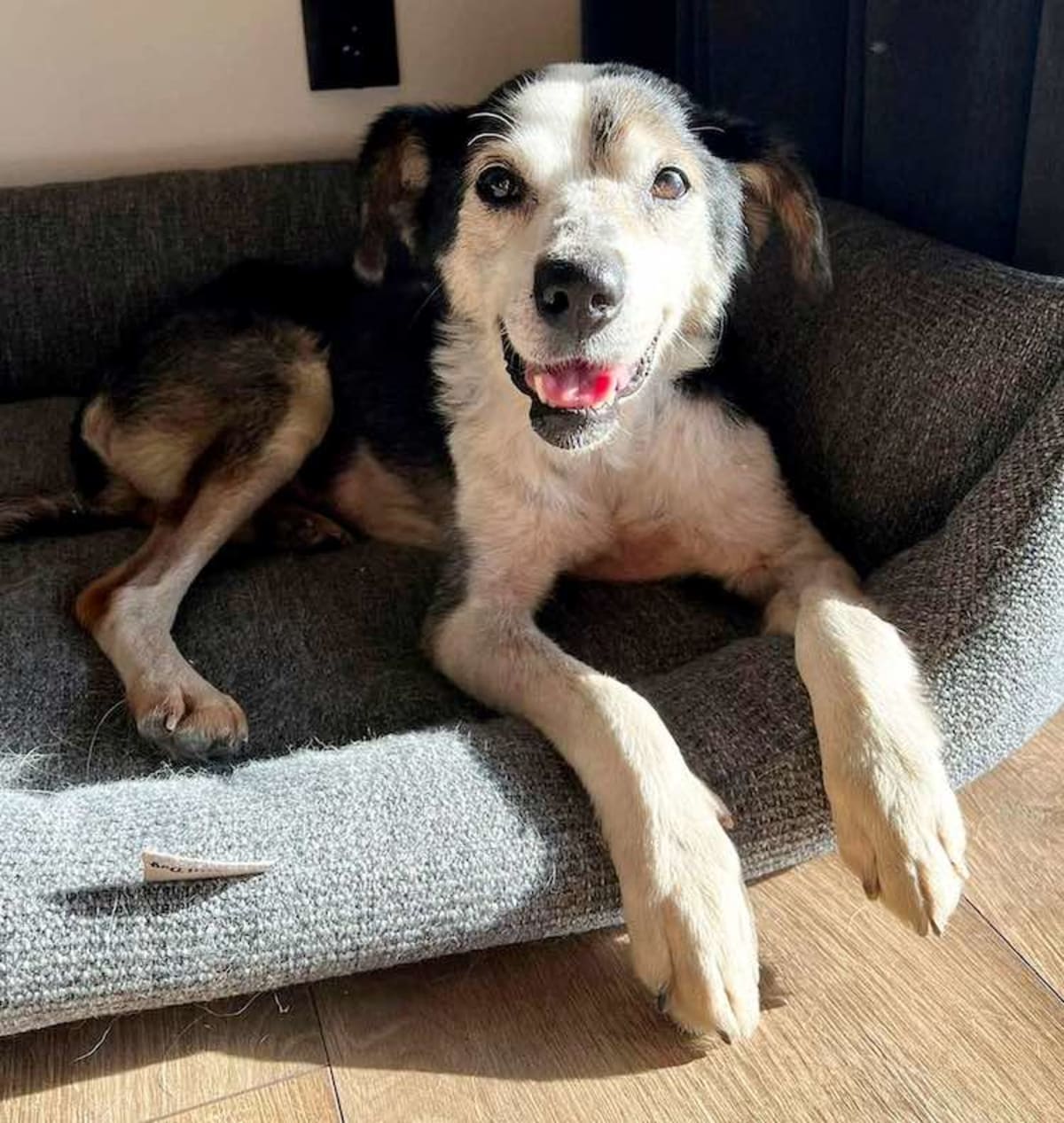 British Couple Fosters 59 Dogs Over 15 Years - Image 3