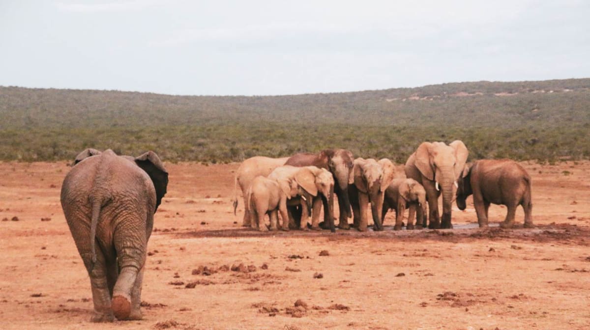 Zoo Elephants Thrive After Return to African Wild - Image 2