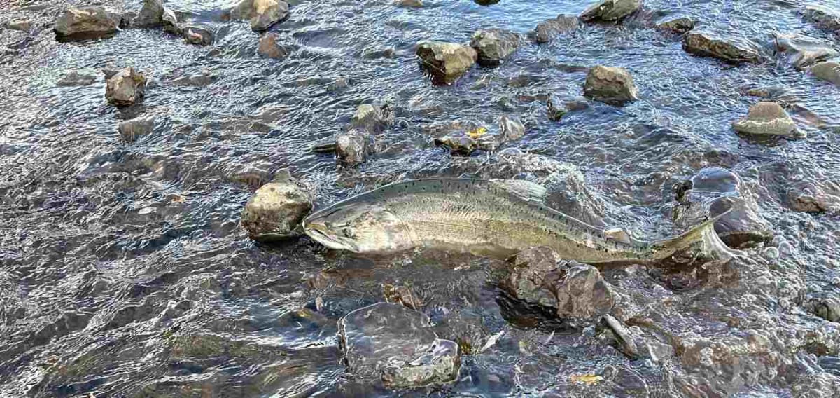 California Creek Restoration Doubles Salmon Survival Rate - Image 4