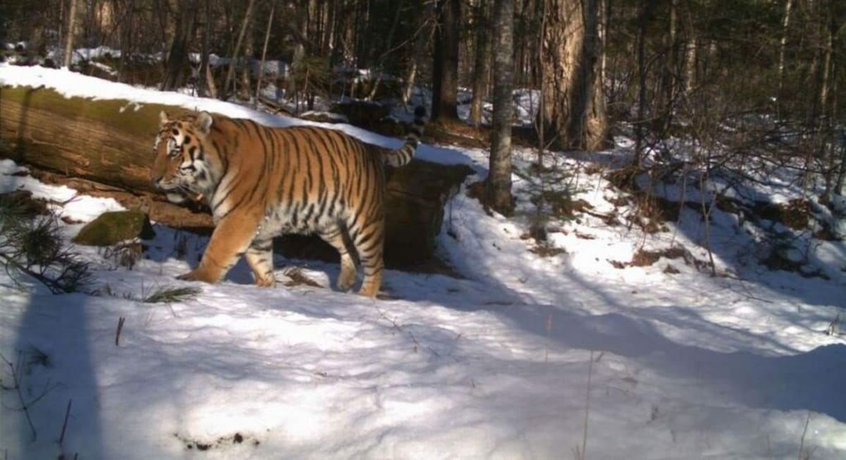 Kazakhstan Plants 50,000 Trees for Tigers Coming Home - Image 2