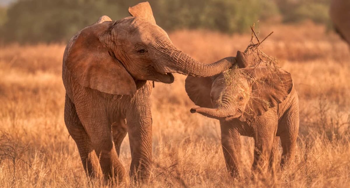 Zoo Elephants Thrive After Return to African Wild - Image 3