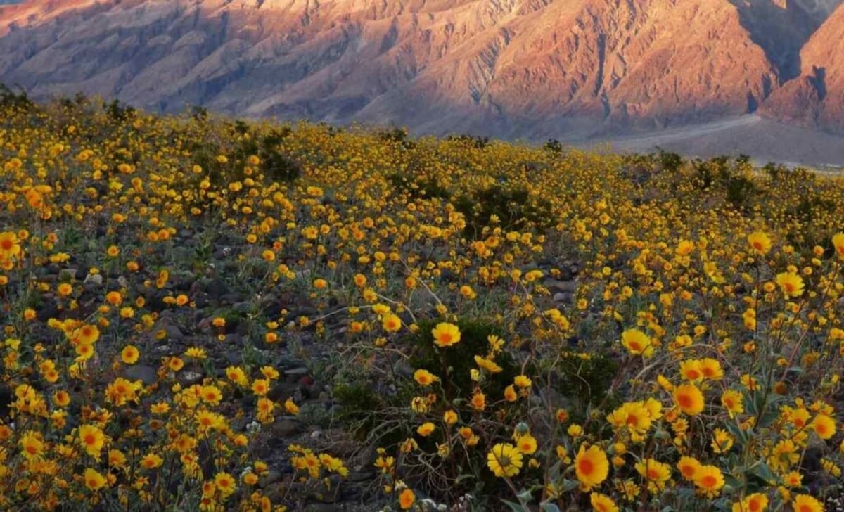 Death Valley's Rare Superbloom Returns After a Decade - Image 2