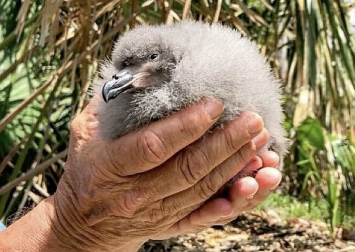Bermuda's Rarest Seabird Soars From 18 Birds to 450