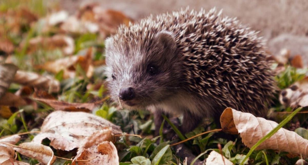 Hedgehogs Hear Ultrasound 4x Better Than Cats